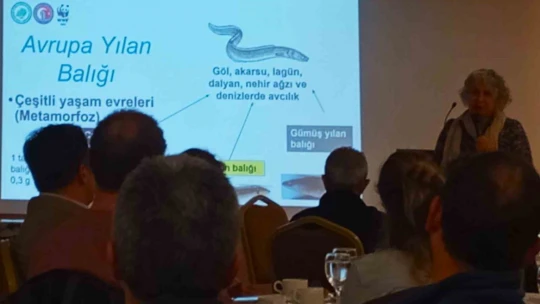 Yılan balığı çalıştayı Aydın'da gerçekleştirildi