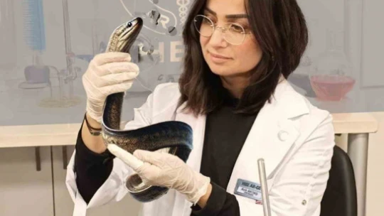 Yılan balıklarının sır dolu yaşamını izleyip, yeni bir ürün geliştirdiler