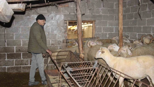 Yıllarca Türkiye'nin her yerini dolaşan kamyon şoförü huzuru koyunlarda buldu