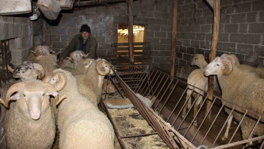 Yıllarca Türkiye'nin her yerini dolaşan kamyon şoförü huzuru koyunlarda buldu