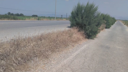 Yol kenarındaki otlar tehlike oluşturuyor