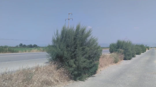 Yol kenarındaki otlar tehlike oluşturuyor