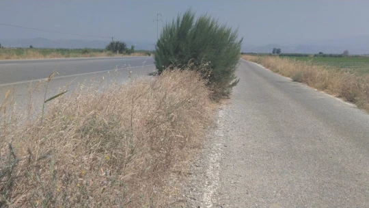 Yol kenarındaki otlar tehlike oluşturuyor