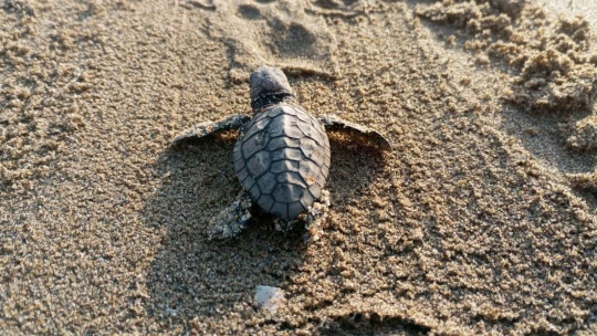 Yumurtalarından çıkan 260 yavru caretta özgürlüğe kulaç attılar