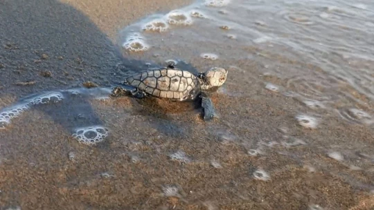 Yumurtalarından çıkan 260 yavru caretta özgürlüğe kulaç attılar
