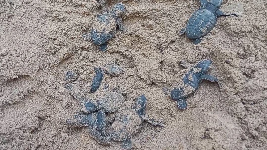 Yumurtalarından çıkan 260 yavru caretta özgürlüğe kulaç attılar