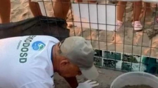 Yumurtalarından çıkan 260 yavru caretta özgürlüğe kulaç attılar