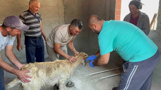 Yüzlerce hayvan telef oldu