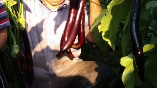 Zeytin ağacından düşen çiftçi aylar süren yaşam mücadelesini kaybetti