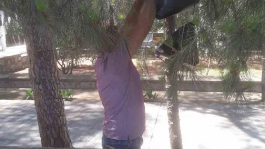 Zeytin bahçelerinde haftalık kontroller devam ediyor