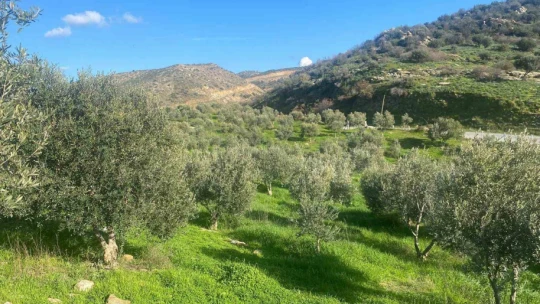 Zeytin bahçelerinde zararlı kontrolü yapıldı