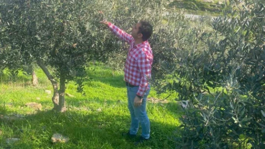 Zeytin bahçelerinde zararlı kontrolü yapıldı