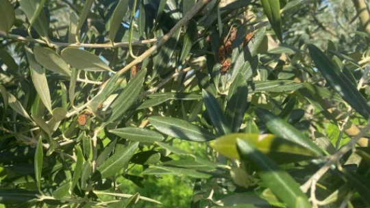 Zeytin bahçelerinde zararlı kontrolü yapıldı