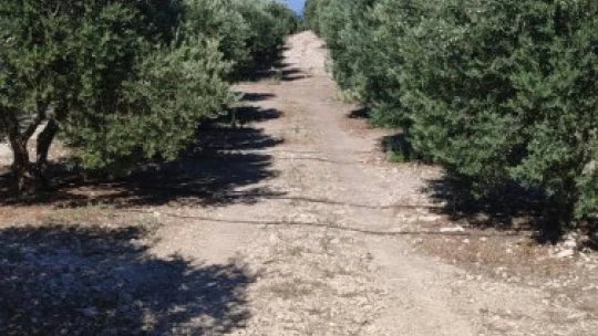 Zeytin bahçelerinde zararlı kontrolleri yapıldı