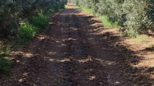 Zeytin bahçelerinde zararlı kontrolleri yapıldı
