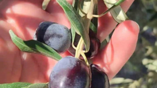 Zeytin bahçelerinde zararlı kontrolleri yapıldı