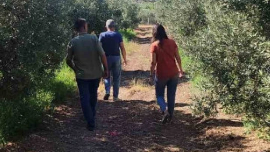 Zeytin bahçelerinde zararlı kontrolleri yapıldı