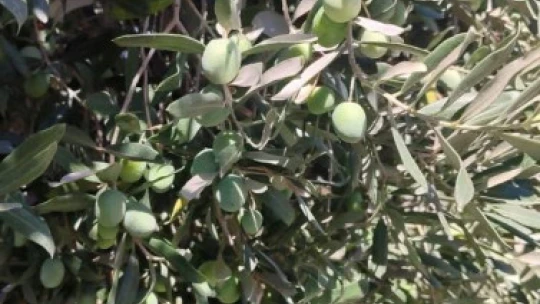 Zeytin bahçelerinde zararlı kontrolleri yapıldı