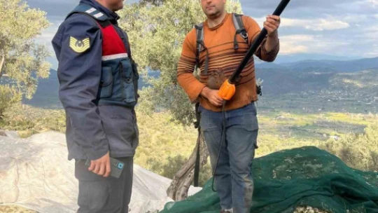 Zeytin hırsızlığına dikkat çekildi