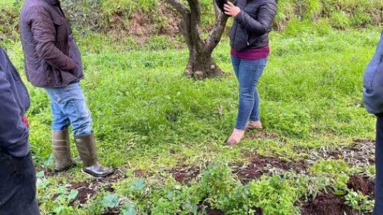 Zeytin üreticileri kokarca zararlısına karşı bilgilendirildi