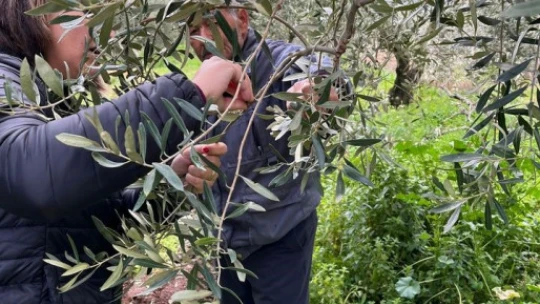 Zeytin üreticileri kokarca zararlısına karşı bilgilendirildi