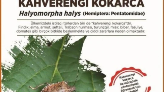 Zeytin üreticileri kokarca zararlısına karşı bilgilendirildi