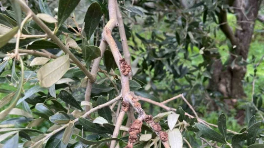 Zeytin üreticileri kokarca zararlısına karşı bilgilendirildi