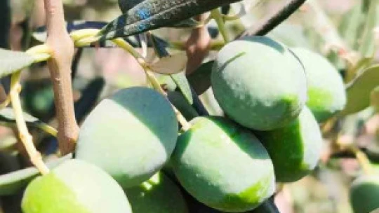 Zeytin üreticilerine 'ilaçlama' çağrısı