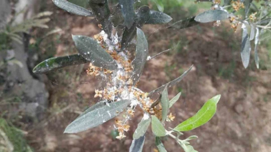 Zeytin üreticilerine önemli uyarı: 'Zeytin güvesi zararlısına karşı ilaçlama zamanı geldi'