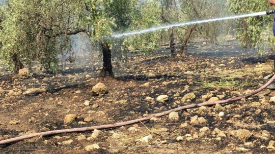 Zeytinlikte çıkan yangın hızlı müdahale ile söndürüldü
