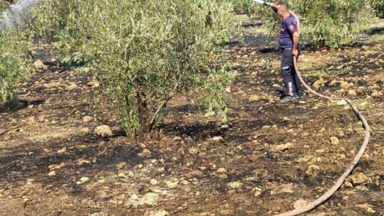 Zeytinlikte çıkan yangın hızlı müdahale ile söndürüldü