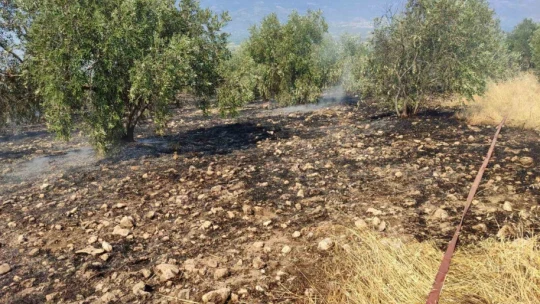 Zeytinlikte çıkan yangın hızlı müdahale ile söndürüldü