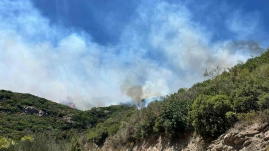 Zirai alanda başlayan yangın ormana sıçradı