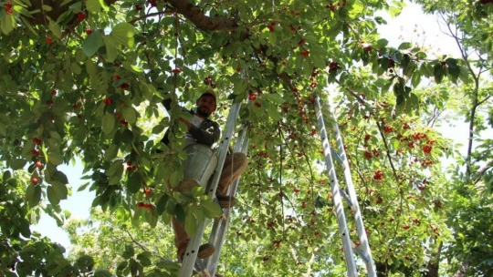 Zirai don kirazı vurdu, geçen yıla göre 61 bin ton ihracat kaybı yaşandı