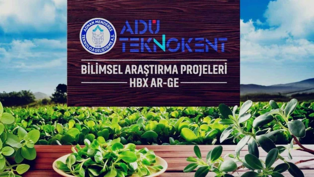 Değeri bilinmeyene semizotu, sağlık dostu çıktı