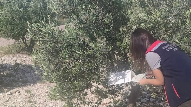 Didim'de zeytinliklerde hastalık ve zararlı denetimi yapıldı