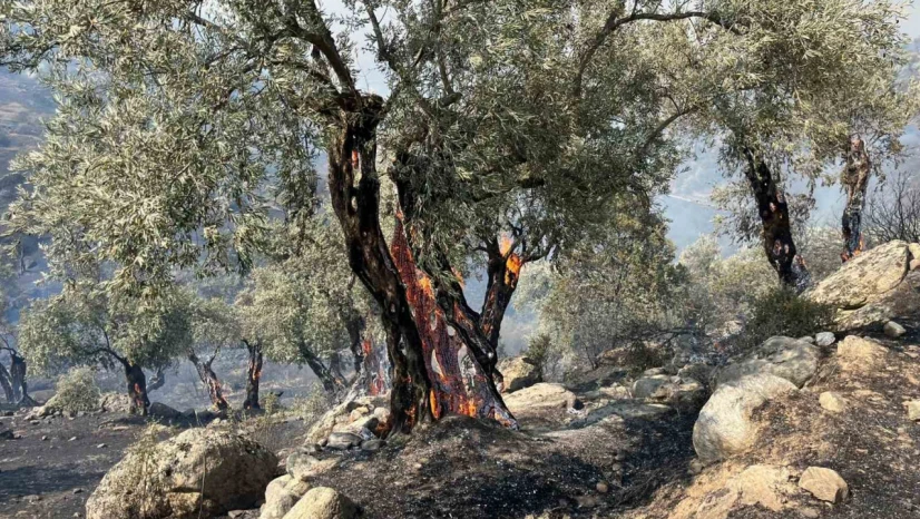 Aydın Efeler'de zirai alanda yangın, bazı evlerde hasar oluştu