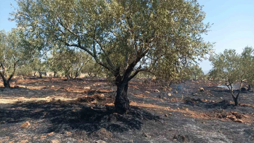 Karacasu'da tarım arazisi yandı, Başkan Büyükyapıcı uyardı
