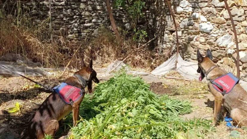 Nazilli'de uyuşturucu operasyonu