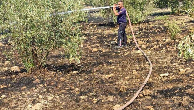 Zeytinlikte çıkan yangın hızlı müdahale ile söndürüldü