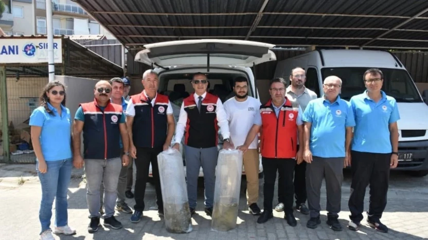 Aydın'da 153 bin sazan yavrusu doğayla buluştu