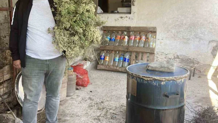 Aydın'da kekikler şifa için kaynatılmaya başlandı