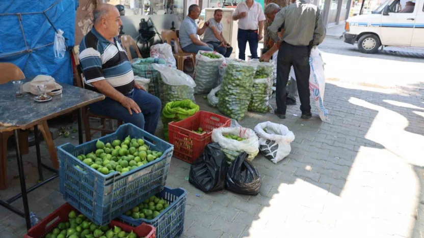Aydın incirinde 'ilekleme' sezonu başladı