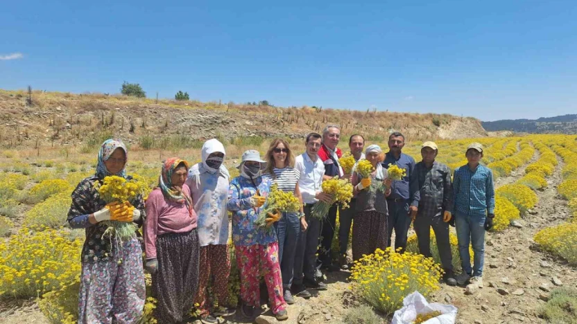 Bozdoğan'da lavanta ve altın otu hasadı yapıldı