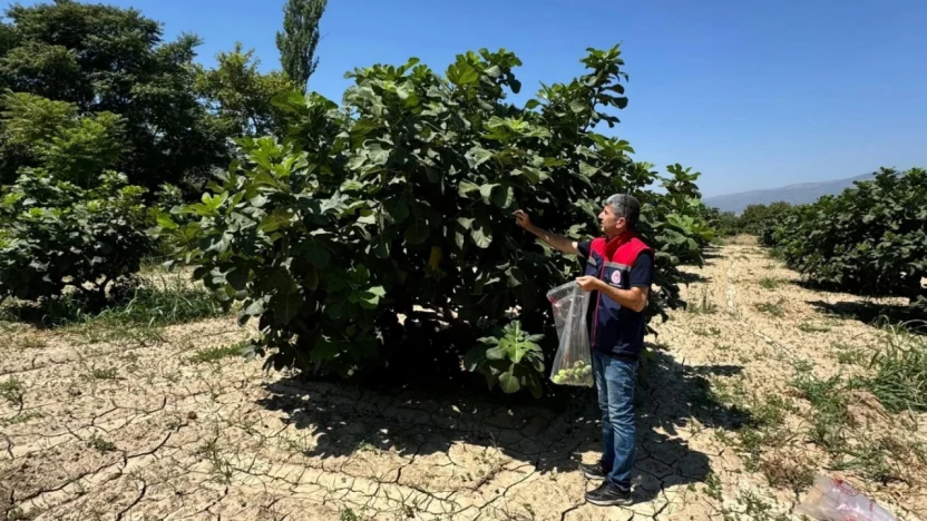 Buharkent'te incirlerde pestisit analizi devam ediyor
