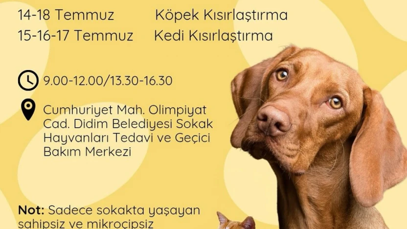 Didim Belediyesi'nden sokak hayvanlarına ücretsiz kısırlaştırma hizmeti