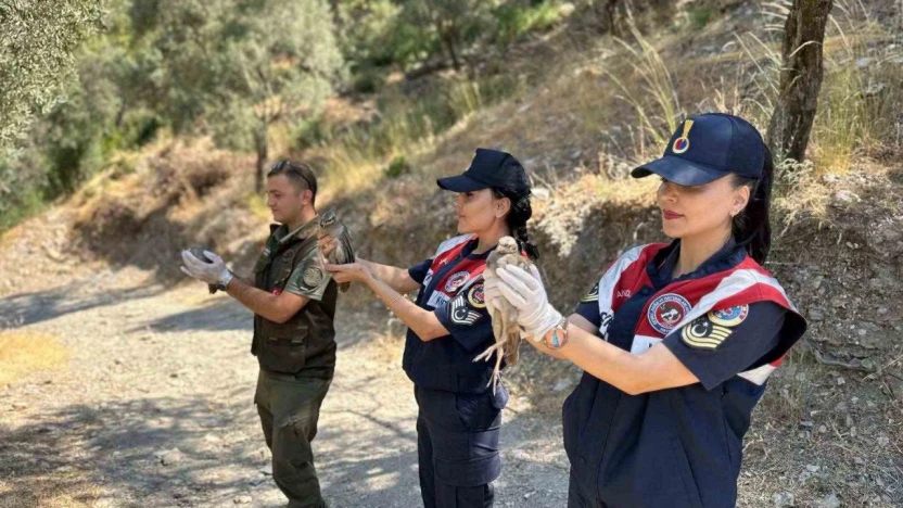 Doğa koruma faaliyetinde 25 bıldırcın ve 21 keklik ele geçirildi