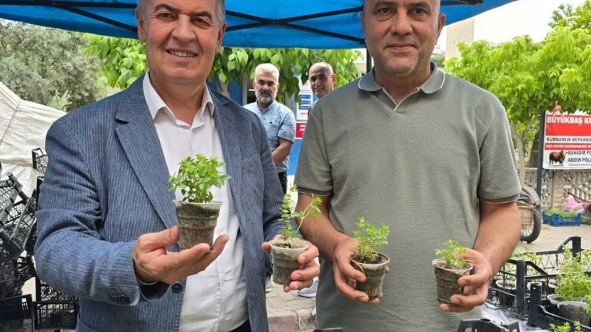 Doğal sivrisinek kovar fesleğenler yoğun ilgi gördü