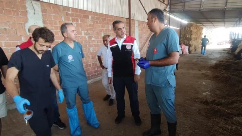 Efeler'de şap aşılaması devam ediyor
