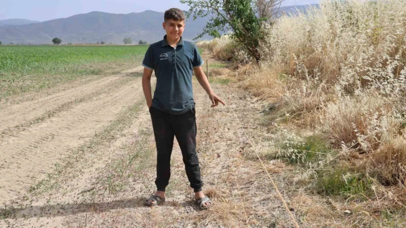 Ege'de domuz sorunu artarak devam ediyor